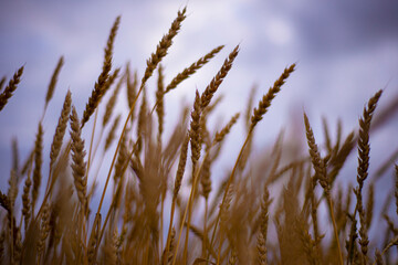 Fototapeta premium Ripe wheat. Wheat ears against the sky. The background is defocused.