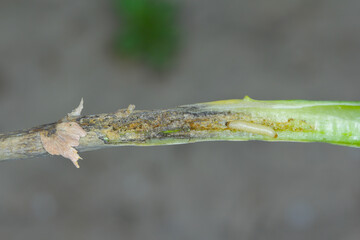 Leaf petioles of rapeseed leaves damaged by larvae of Cabbage Stem Flea Beetle (Psylliodes chrysocephala). The leaves die and secondary fungal infections appear