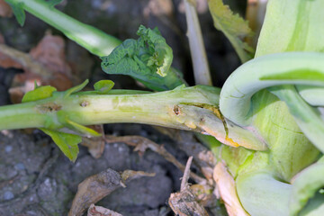 Leaf petioles of rapeseed leaves damaged by larvae of Cabbage Stem Flea Beetle (Psylliodes chrysocephala). The leaves die and secondary fungal infections appear