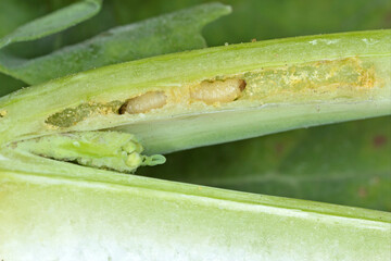 Leaf petioles of rapeseed leaves damaged by larvae of Cabbage Stem Flea Beetle (Psylliodes chrysocephala). The leaves die and secondary fungal infections appear