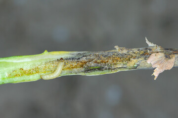 Naklejka premium Leaf petioles of rapeseed leaves damaged by larvae of Cabbage Stem Flea Beetle (Psylliodes chrysocephala). The leaves die and secondary fungal infections appear