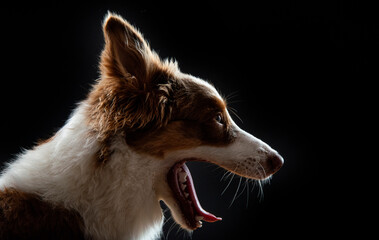Australian Shepherd dog photographed on black background