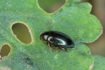 Cabbage Stem Flea Beetle (Psylliodes chrysocephala) on Oilseed Rape (Brassica napus)