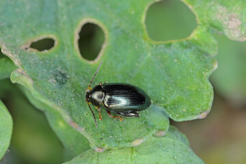 Cabbage Stem Flea Beetle (Psylliodes chrysocephala) on Oilseed Rape (Brassica napus)