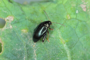 Cabbage Stem Flea Beetle (Psylliodes chrysocephala) on Oilseed Rape (Brassica napus)