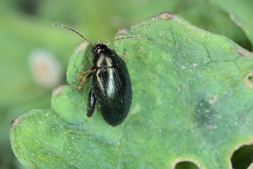 Cabbage Stem Flea Beetle (Psylliodes chrysocephala) on Oilseed Rape (Brassica napus)