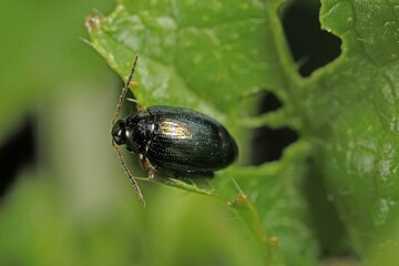Cabbage Stem Flea Beetle (Psylliodes chrysocephala) on Oilseed Rape (Brassica napus)