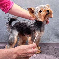 a Yorkshire Terrier in an animal beauty salon. The master of animal care combs the dog after the procedures. the final stage of dog care