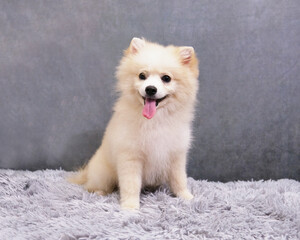 Portrait of a sitting white Pomeranian dog puppy on a gray vintage background. Comprehensive care for Spitz necessary at an early age of the dog.