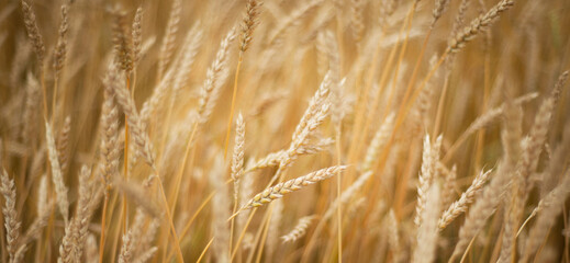  Ripe golden wheat background. Copy space for text.