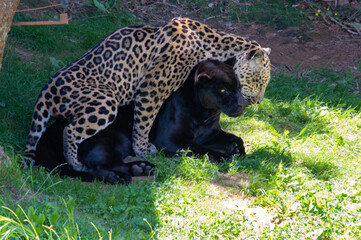 Jaguares © AndrewAM