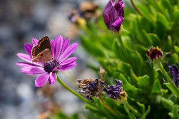Butterfly on a purple flower