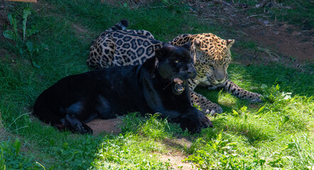 Jaguares © AndrewAM