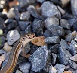Lizard devouring a small grasshopper among the gravel