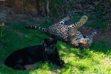 Jaguares © AndrewAM