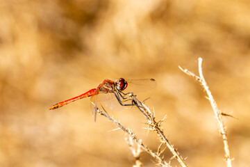 Close-up view of a red dragonfly perched on a reed