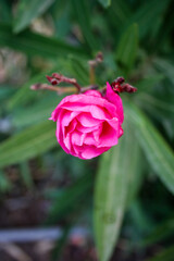 pink flower with water drops
