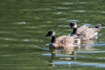 Aleutian Cackling Goose (Branta hutchinsii leucopareia) on lake