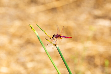 Close-up view of a red dragonfly perched on a reed