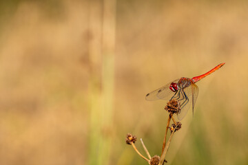 Close-up view of a red dragonfly perched on a reed