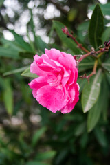 pink rose bush