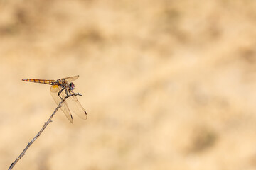 Closeup dragonfly on a branch