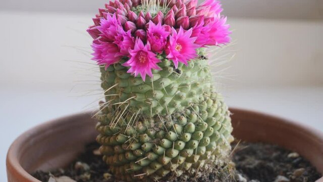 Rotating view of pink cactus flowers in pots
