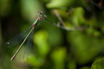 r Chalcolestes viridis dragonfly perched on a branch. Dragonfly in nature habitat, green blurred background