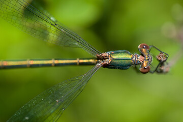 Beautiful nature scene macro picture of a dragonfly or Chalcolestes viridis perched on a branch and seen from above. Dragonfly in nature habitat