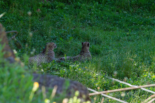 Guepardos
