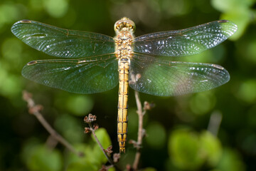 Macro picture of a dragonfly or Chalcolestes viridis perched on a branch and seen from above. Dragonfly in natural habitat