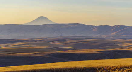 Wheat Fields under harvest and Mt Adams in the late afternoon light.  Dufur, Oregon 