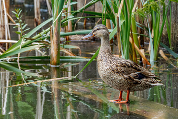 Mallard (Anas platyrhynchos) in pond, Moscow, Russia
