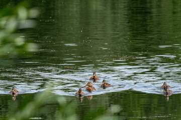 Mallard (Anas platyrhynchos) in pond, Moscow, Russia