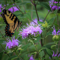 Eastern Tiger Swallowtail feasting on wild bergamot