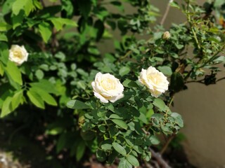 Obraz na płótnie Canvas white rose bush