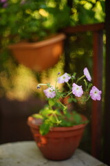 lovely purple petunia flowers grow in a clay pot in a summer garden.