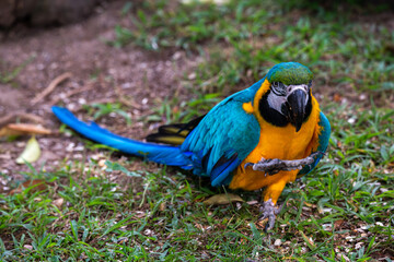 Blue and gold Macaw Ara Ararauna bird walking on the grass with one paw high