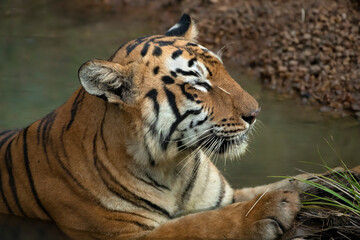 Tiger in the wild. The legendary tigress in India named Maya of Tadoba Andhari Tiger Reserve relaxing in a water source. The Image was captured from the forest of Tadoba Andhari Tiger Reserve in India