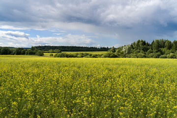 A field with a blooming, yellow surepka, a green forest and a beautiful blue sky with blue clouds. Power lines in the distance. A Sunny summer evening. Landscape.