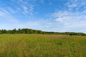 Green, blooming meadow, green forest and beautiful blue sky with white clouds. On a Sunny summer morning. Landscape.