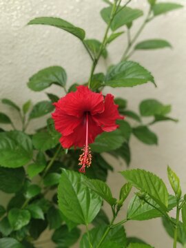 Red shoeflower in the rainy season in India
