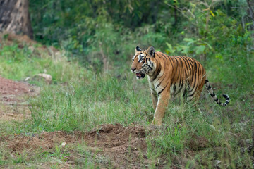 Tiger in the Wild. The legendary tigress in india named Maya from Tadoba Andhari Tiger Reserve patrolling her territory in the forest.