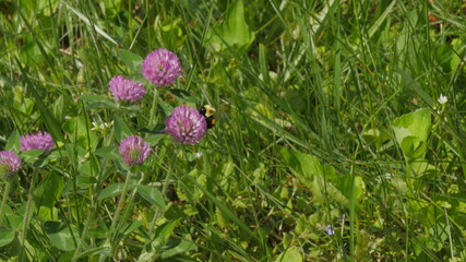Bee flies over a red clover blossoming in a field