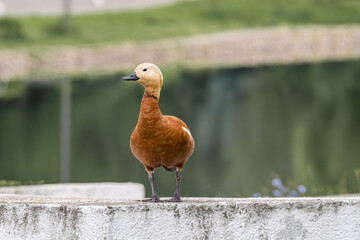 Ruddy Sheldrake (Tadorna ferruginea) in park, Moscow, Russia