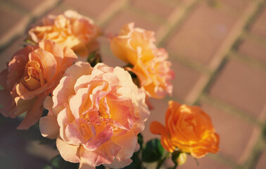 orange roses close-up palan with concrete tiles on the background