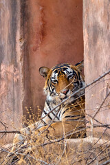 Tiger in the wild. Tiger relaxing at the entry gate of a Heritage building inside the forest of Ranthambore Tiger Reserve in India.