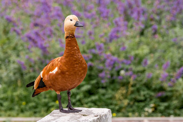 Ruddy Sheldrake (Tadorna ferruginea) in park, Moscow, Russia