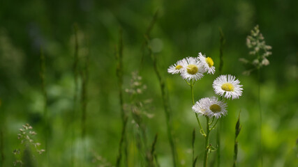 Wild Daisies in a Field