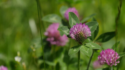 Red Clover in a field